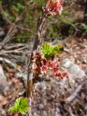 Northern red currant